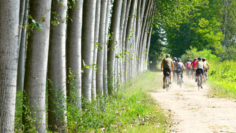 Oliven-syklister som triller gjennom skogen i Trieste-regionen